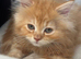 Gorgeous golden doll faced Persian kitten