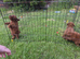 Miniature poodle