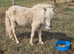 Beautiful palomino gelding