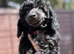 Beutiful miniature poodles