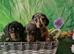 Stunning smooth haired miniature dacshund