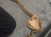 Pinstripe Leopard Poss Yellow Belly – 100% Het Candy & Pied – Male