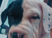Bullpei puppy