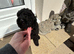 Adorable toy poodle pups