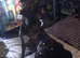 Puppies boy and girls for sale staff x German shepherd x lab