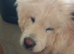 Gorgeous white chow chow