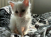 Ragdoll x Turkish Andorra