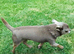 Small Kc reg- Health tested- Proven stud