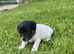 Traditional Jack Russell pups