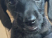 Dachpoo