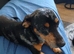 2 boys left out of three looking for new  loving homes