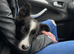 2 Border collies needing a new home