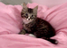 Kittens