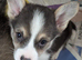 Gorgous dna clear pembs corgi pups
