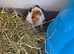 Baby Texel Guinea pig boys