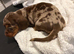 Stunning dachshunds ready to leave soon