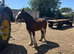 Outstanding 15’1hh gelding
