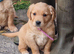 Male working stock dark coloured Golden Retriever