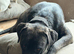 2yr old male