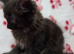 Ragdoll x Maine Coon kittens