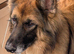 Desperately seeking a female German shepherd puppy