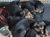 Border collie X Huntaway Girls