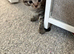 Male tabby kitten