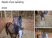 Welsh section A pony