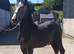 Yearling filly