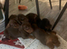 Dachshund puppies 10 weeks old