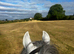 Much Loved 13.2hh Gelding for sale