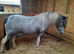 Blue & white welsh a cross cob mare