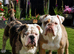 Oldeenglishbulldogs O.E.B