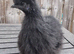 Non bearded silkies