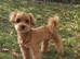 Beautiful Maltipoo Puppies - Ready to Leave Now
