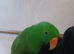 Eclectus for sale in wishaw