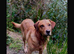 Buddy - Labrador