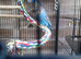 Budgies and cage