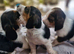 Beautiful Basset Hound Pups Ready 19th June