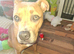Staff pup