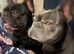 Two Frenchies Charlie and Rocky