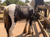 12mth gelding
