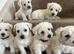 Beautiful Westiepoo pups