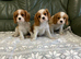 Lovely litter of KC reg blenheim and tri cavalier king charles pups from health tested parents