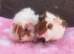 Beautiful pair of sows