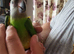 Baby senegale parrots