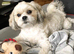 Male Shihtzu looking for new home
