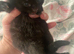 4 kittens ready for adoption