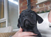 French bulldog x Show cocker spaniel pups