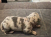 4 stunning girl dapple miniature dachshund puppies
